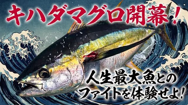 相模湾キハダマグロ開幕か!釣果をチェック!