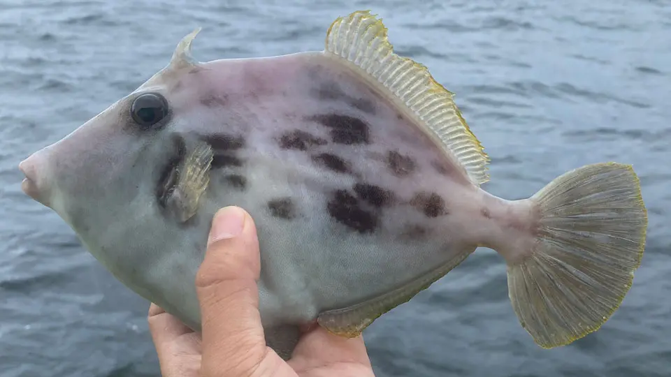 カワハギ