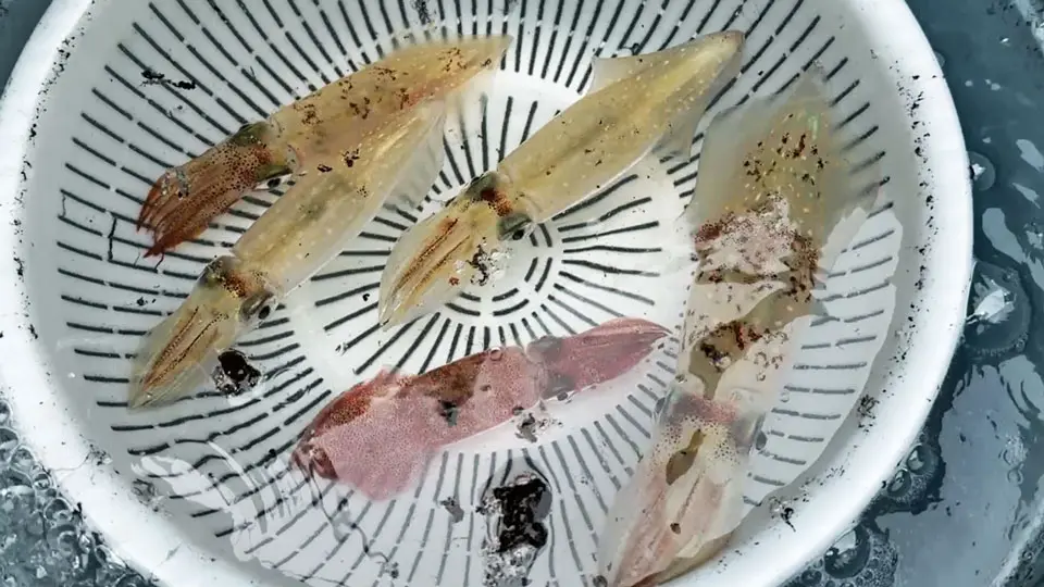 マルイカ