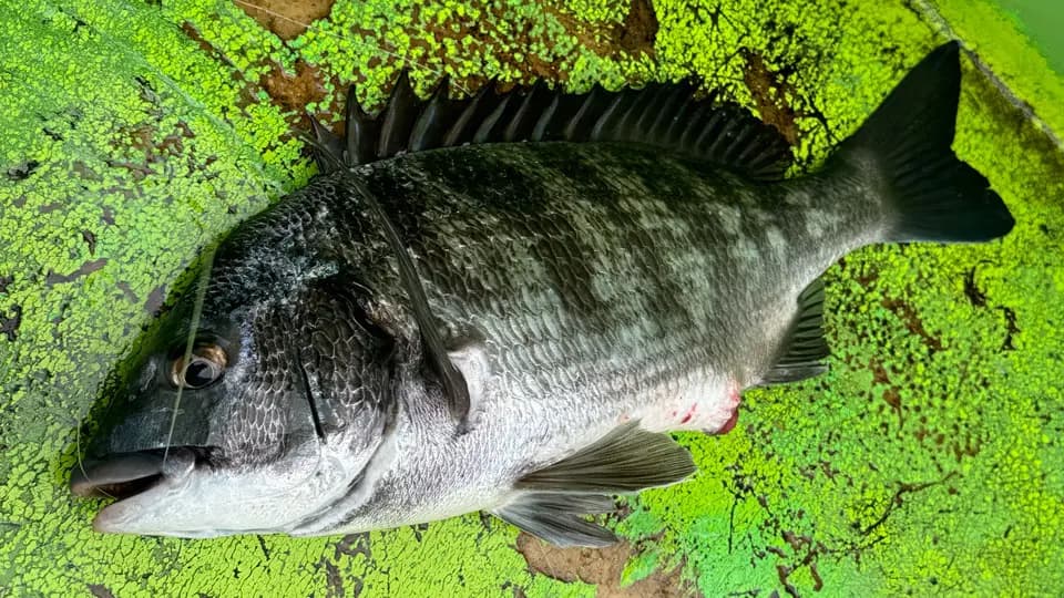 クロダイ