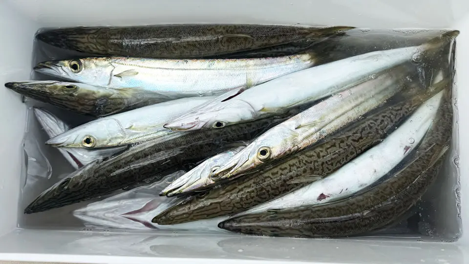 カマス