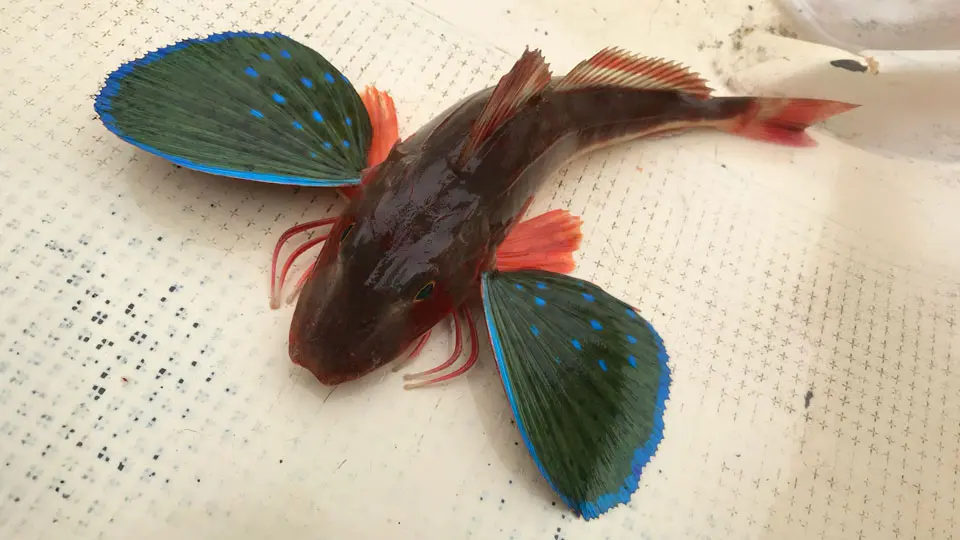ホウボウ