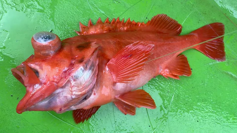 アコウダイ