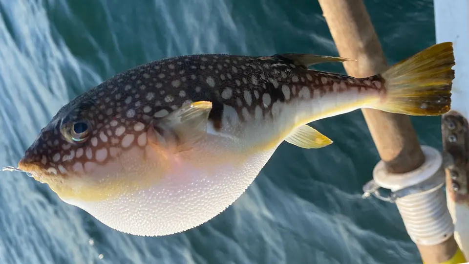 コモンフグ