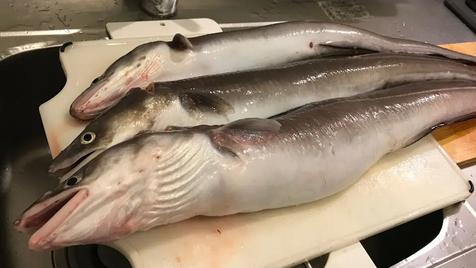 クロアナゴ