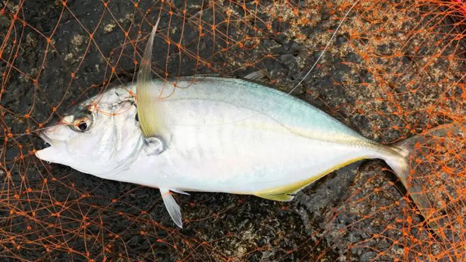 シマアジ