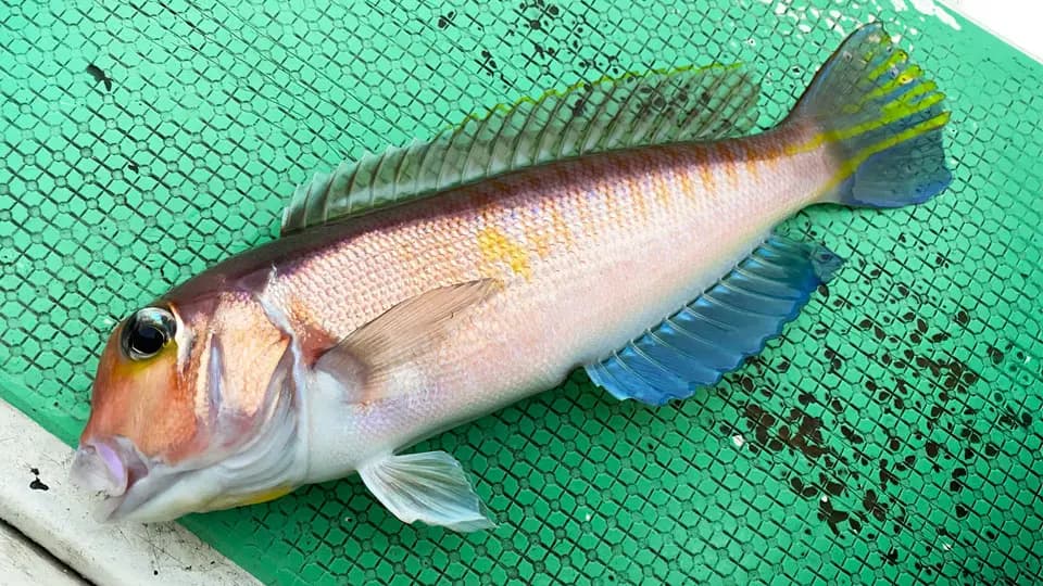 アマダイ