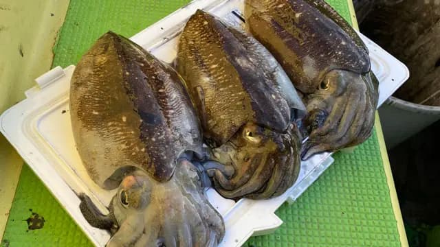 スミイカ