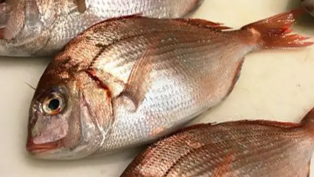 ハナダイ