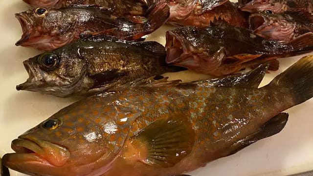 根魚五目