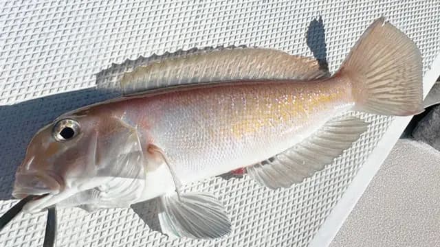 シロアマダイ