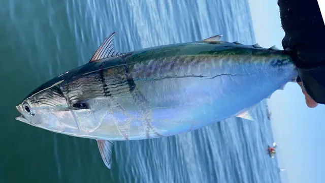 ソウダガツオ